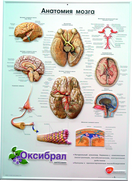 3D Medikal Poster
